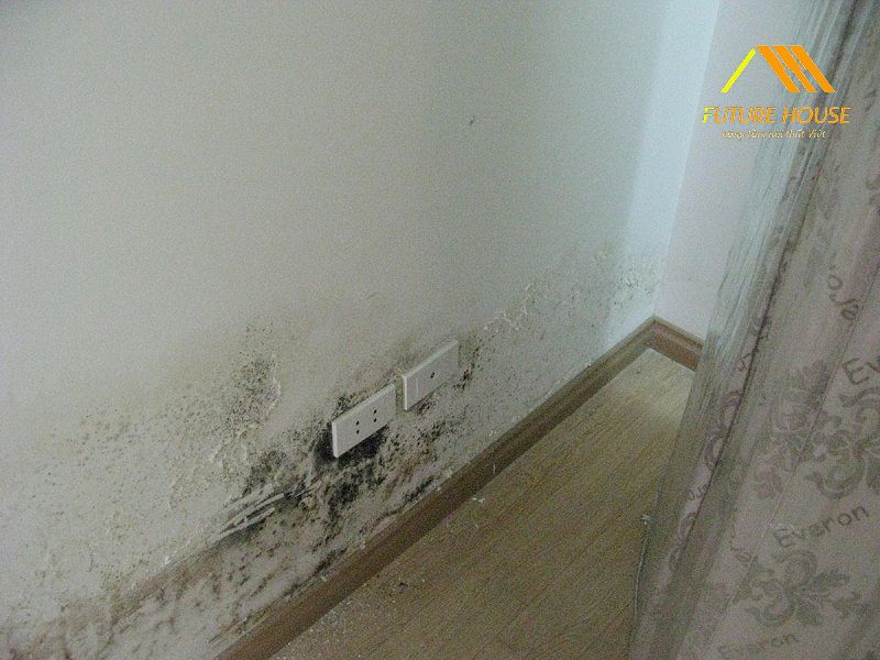 Nấm mốc sẽ làm ảnh hưởng rất nhiều đến tính thẩm mỹ của công trình