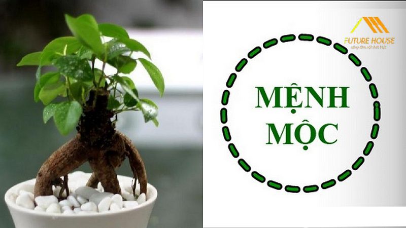 Bật Mí Cách Trang Trí Cửa Hàng Hợp Phong Thủy Cho Người Mệnh Mộc